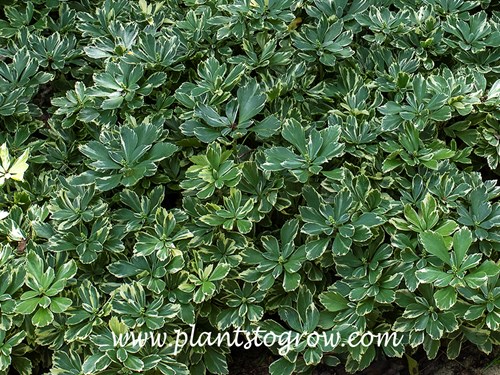 Variegated Pachysandra (P. terminalis variegata)